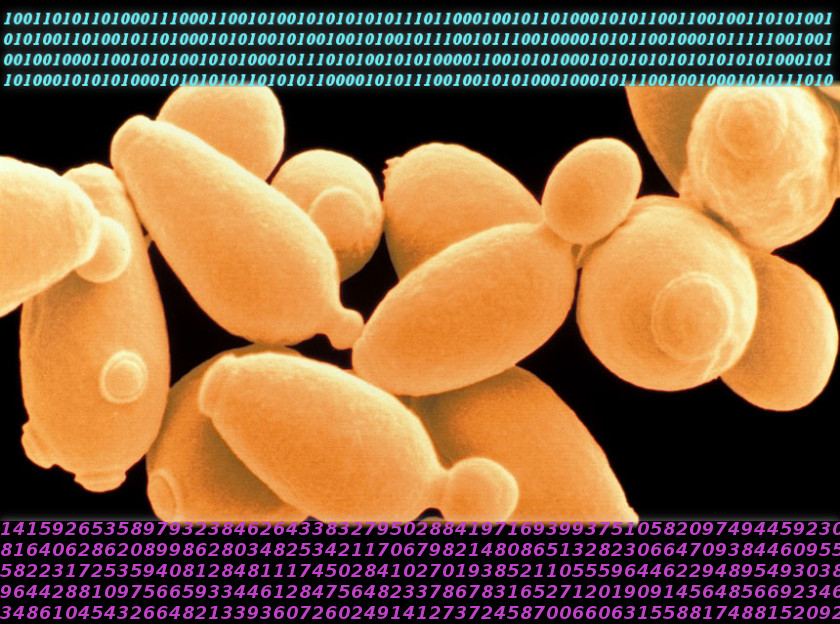 Biological Computers